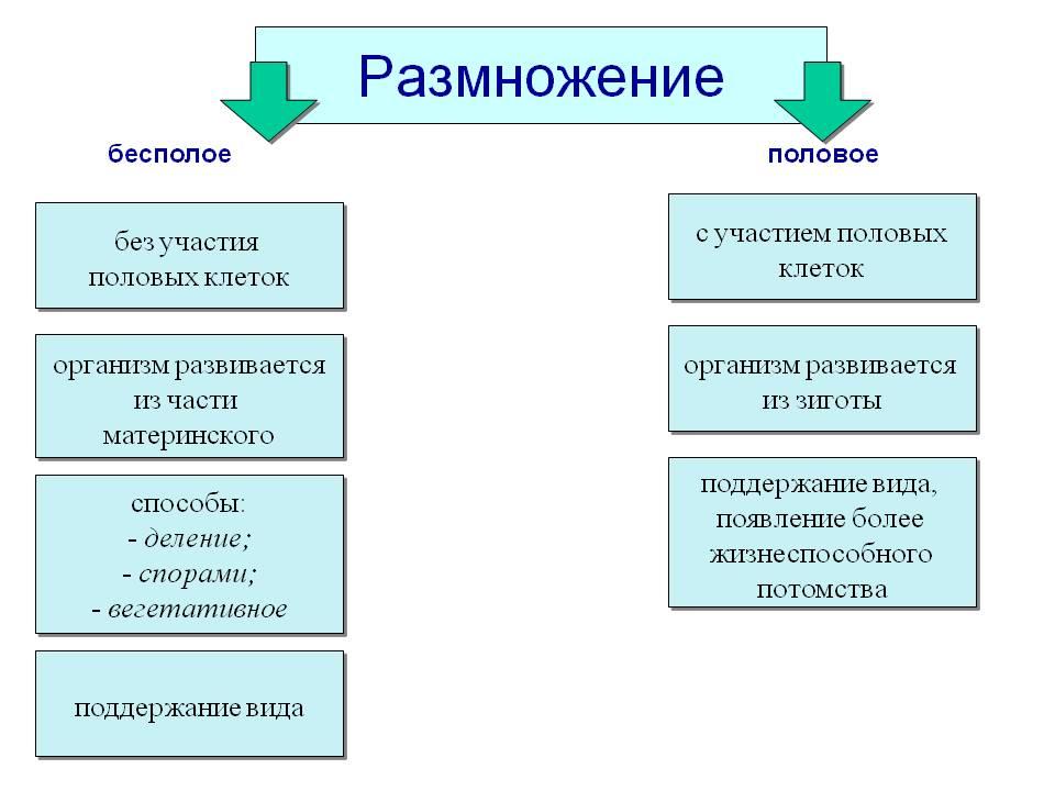 Размножение бесполое и полое презентация