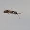 Bethylid wasp