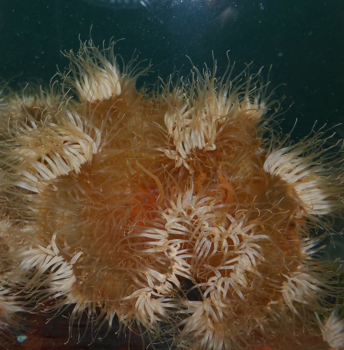 Plumose Anemone