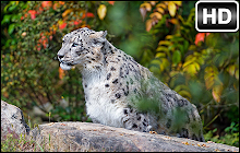 Snow Leopard Custom Wild Cat New Tab small promo image