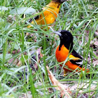 Orioles