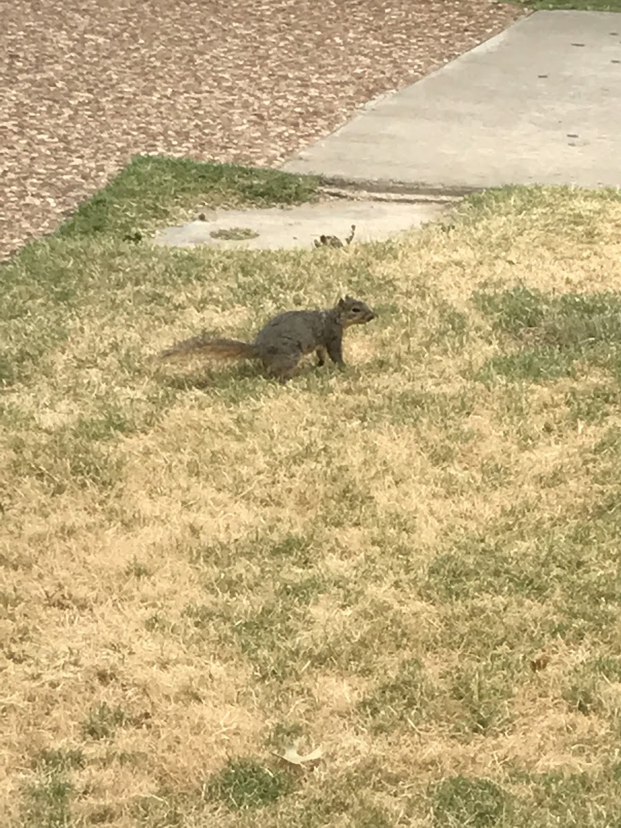 Eastern Gray Squirrel