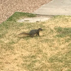 Eastern Gray Squirrel