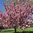 Cherry blossom Pom Pom flower