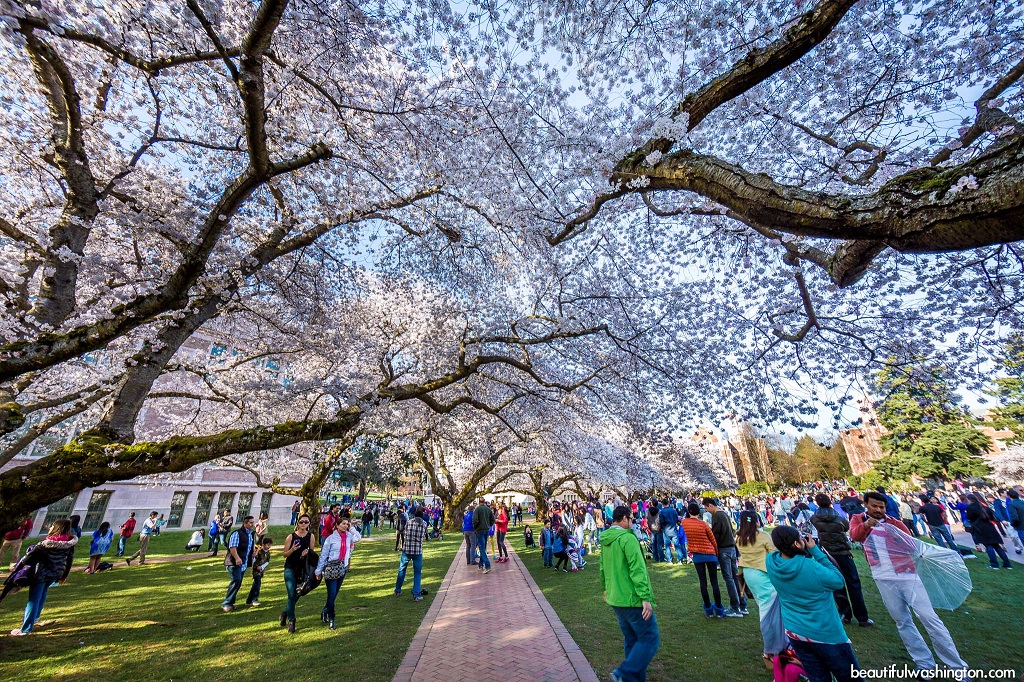 cherry-blossoms-university-of-washington-01.jpg