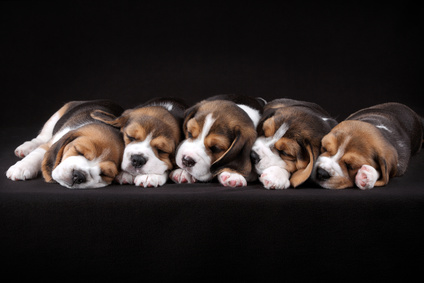 5 chiots couchés