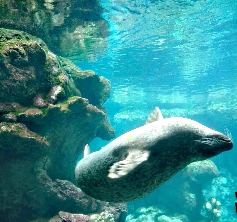 Morbidosa acquaticità di Cripol