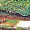 Hammerhead Worm