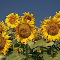 il coro dei girasoli di 