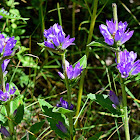 Clustered Bellflower