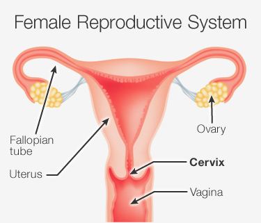 375x321_cervix