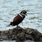 Harlequin duck (male)