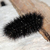 Giant Leopard Moth Caterpillar