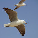 Hartlaub's Gull