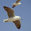 Hartlaub's Gull