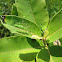 Green Lynx Spider