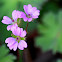 Dove's-foot Crane's-bill