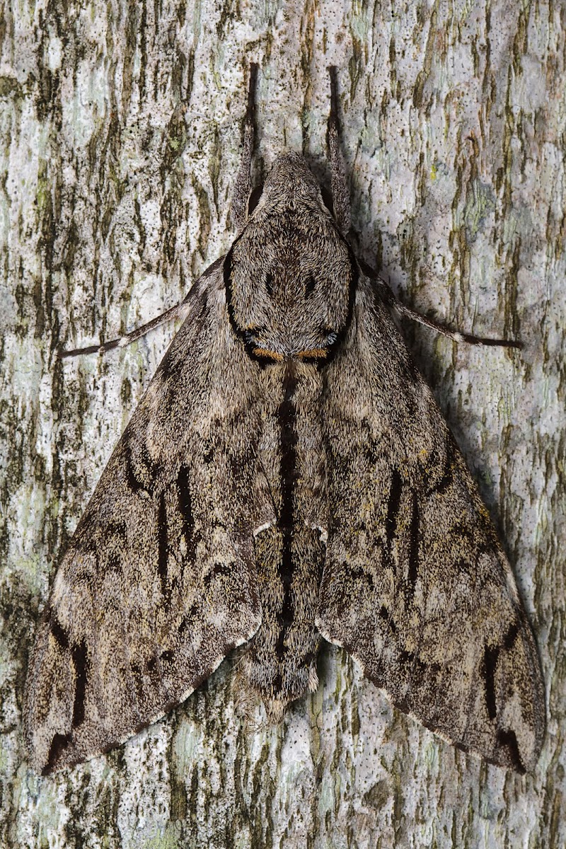 Sphinx Moth