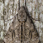 Sphinx Moth