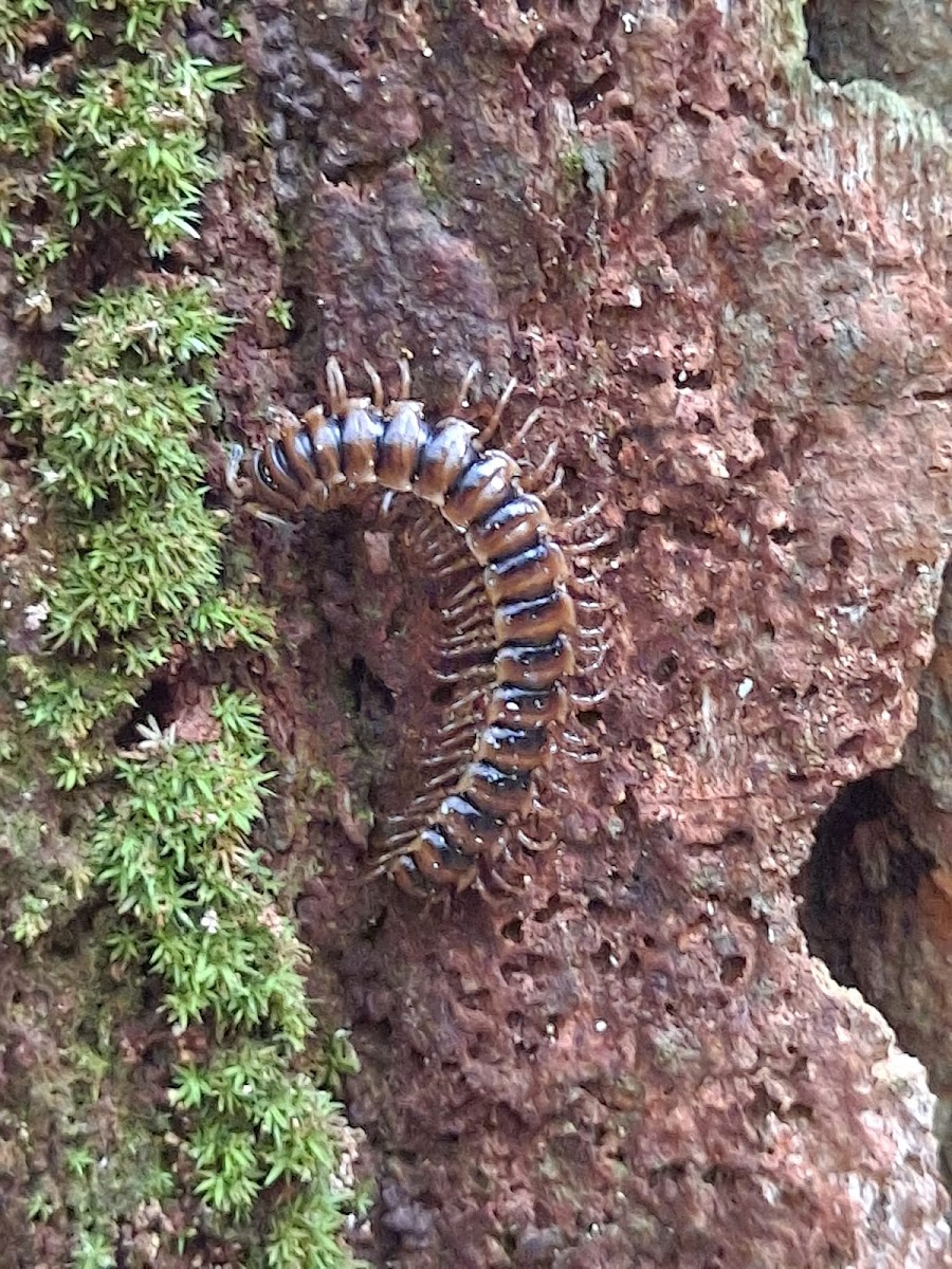 Millipede