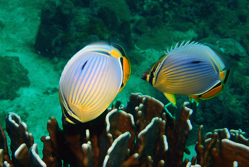 Melon Butterflyfish