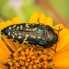 Yellow-marked Buprestid