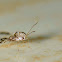 Lacebug