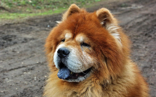 Chow Chow Pack 2 Wallpaper