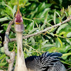 Anhinga