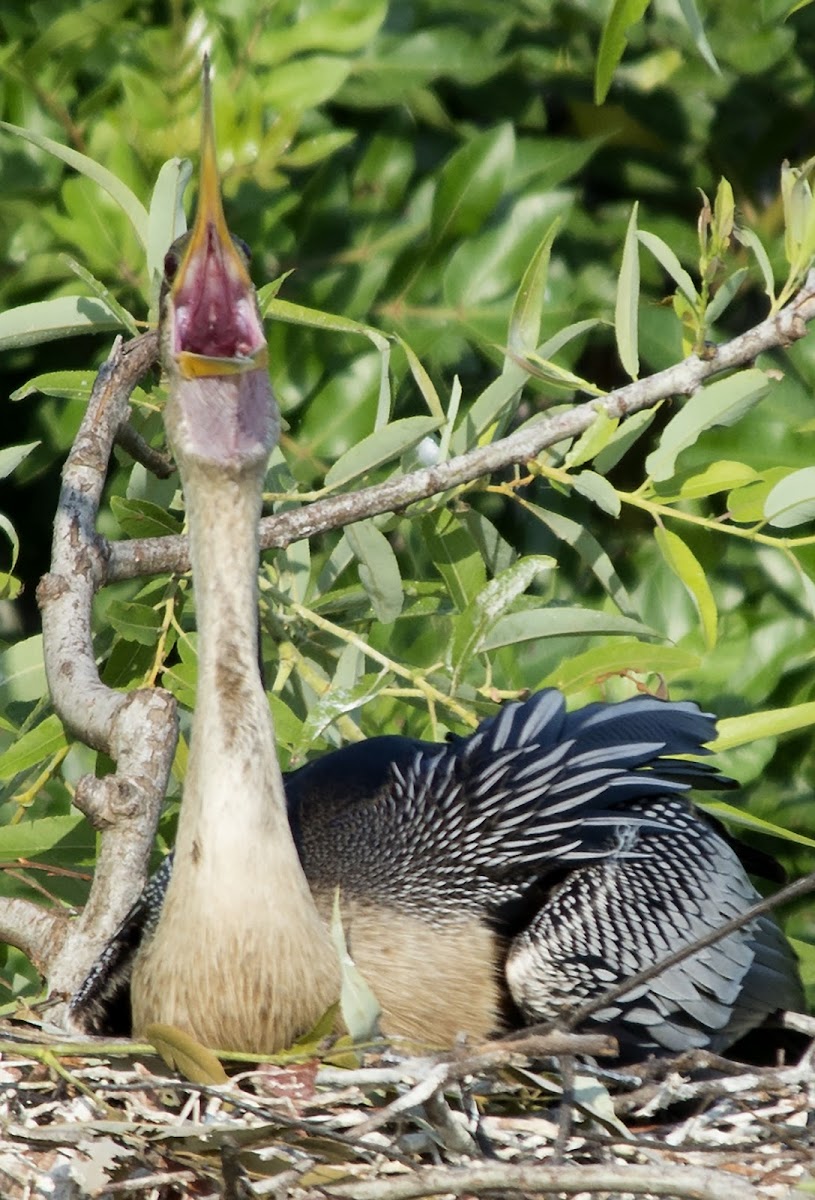 Anhinga