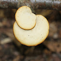 Blackfoot Polypore