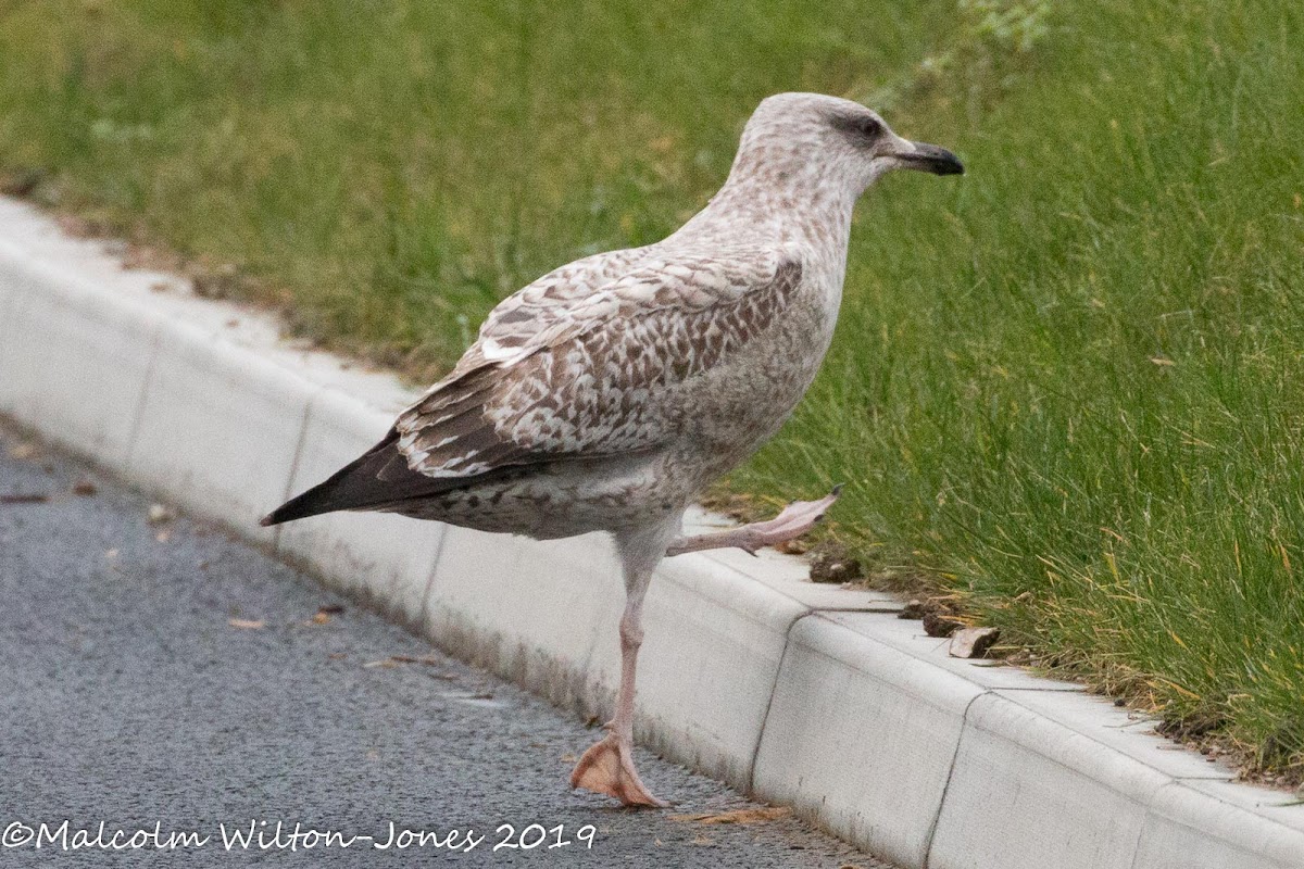 Herring Gull