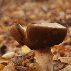 Rough-stemmed bolete