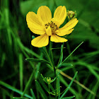 Prairie Coreopsis