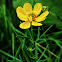 Prairie Coreopsis