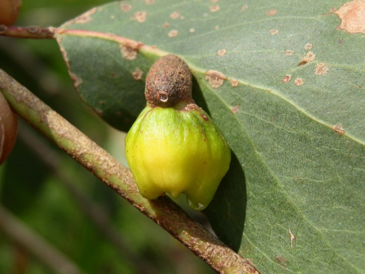 Scale insect gall