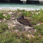 Brown Pelican