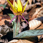 Trout Lily