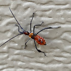 Assassin Bug Nymph