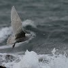 Iceland Gull