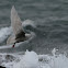 Iceland Gull