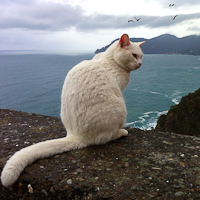 Gatto di mare di 