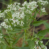 Late Thoroughwort