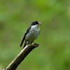 Pied Flycatcher