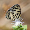 Common Pierrot