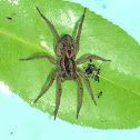 Six Spotted Fishing Spider