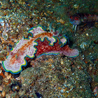 Girdled Glossodoris