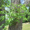 Golden Rain Tree