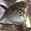 Hermit Thrush Bird Call Sounds Ringtone icon