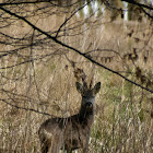 European roe deer